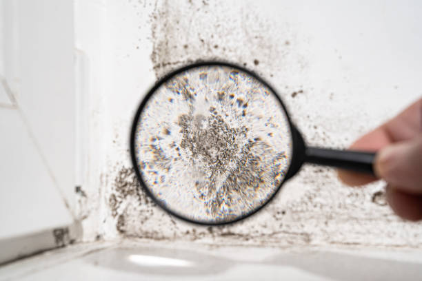 Best Air Quality Testing for Mold Spores  in Freeport, TX